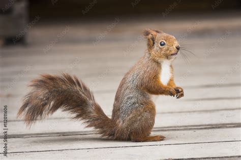 Red squirrel standing up Stock Photo | Adobe Stock