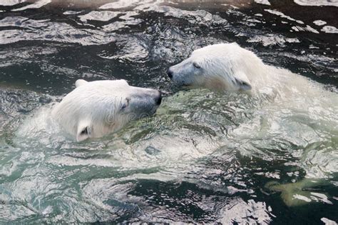 Polar Bear Cubs Playing in Water Stock Photo - Image of polar, bear: 71084876