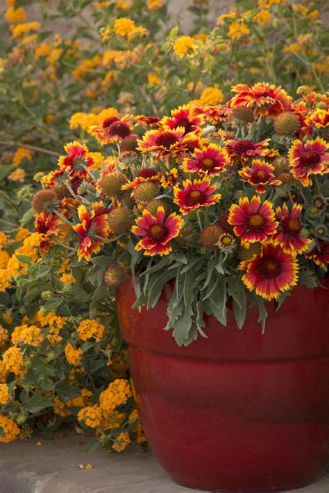 Arizona Sun Blanket Flower, Gaillardia 'Arizona Sun', Monrovia Plant