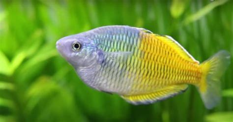 Boesemani Rainbowfish: Care Guide, Feeding, Tank Size [2022]