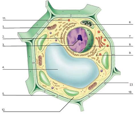 49 best images about Biology Quizzes Online on Pinterest | Dna, Biology ...