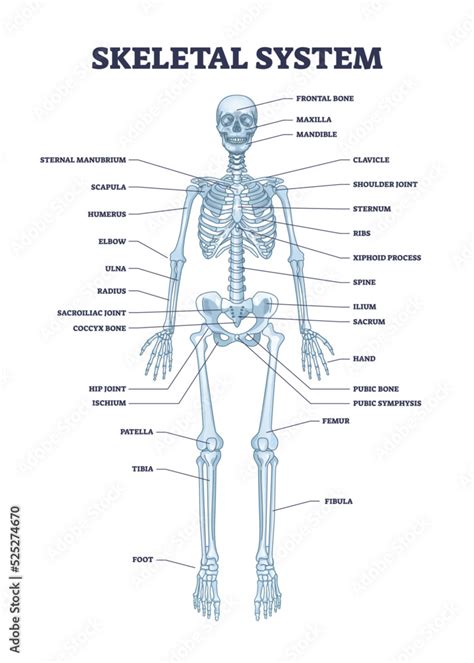 Skeletal system with body skeleton structure and anatomy outline ...