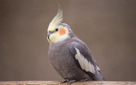 Cockatiel Full HD Wallpaper and Background Image | 2560x1600 | ID:543355