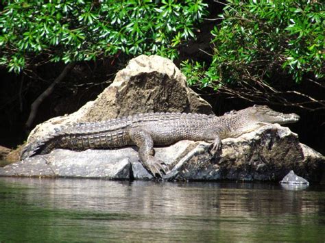 Crocodile Daintree Rainforest - Adventures Port Douglas