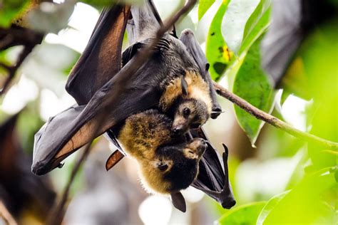 Analysis: Spectacled flying foxes – endangered but unprotected - Environmental Defenders Office