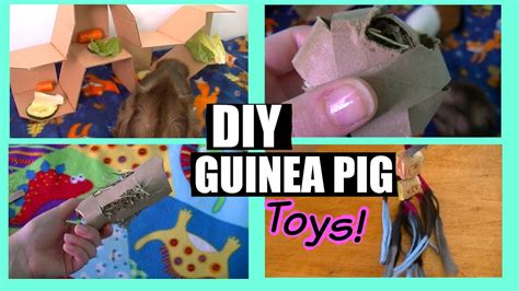 DIY: Guinea Pig Toys! |GuineaPigFans - YouTube