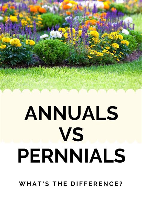 Annuals vs Perennials (With images) | Annuals vs perennials, Plants, Perennials