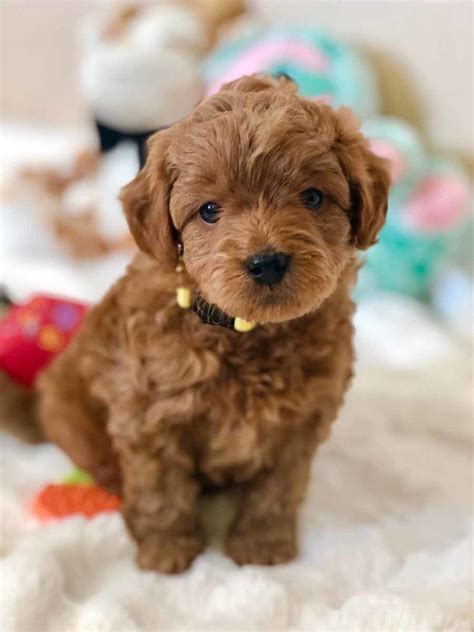 Goldendoodles - Teacup Goldendoodle puppies - Precious Doodle Dogs