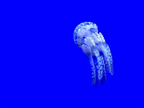 HD wallpaper: lighted jelly fish, Australian Box Jellyfish, 4k, 5k wallpaper | Wallpaper Flare