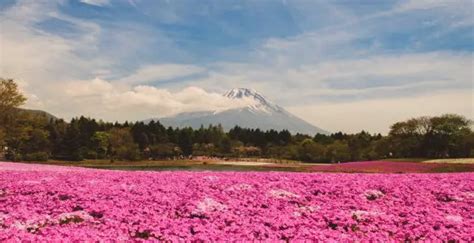 Mount Fuji Viewpoints - 10 Magical Places To See Mt Fuji in Japan!