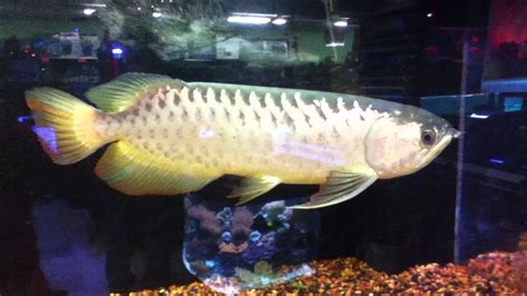 GIANT AROWANA AT MY LOCAL FISH STORE - YouTube