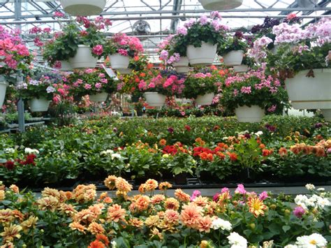 Spring Flowers Greenhouse 7 Free Stock Photo - Public Domain Pictures