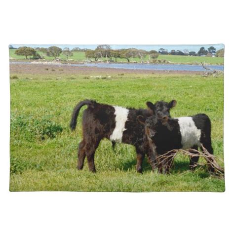 Baby Belted Galloway Cows In Country, Placemat | Zazzle.co.uk