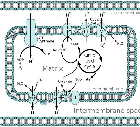 Cytochrome | Types, Structure & Functions - Lesson | Study.com