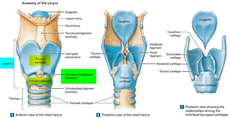 Larynx - Anatomy, Function in Respiratory System - Cancer Symptoms