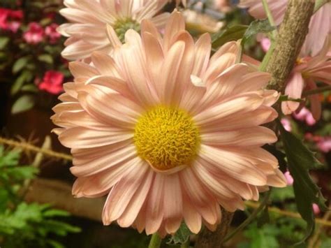 Image libre: Marguerite, fleur, pétales, pollen, printemps, flore, botanique