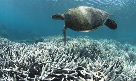 Science censorship: Great Barrier Reef scrubbed from UN climate change report | Climate Council