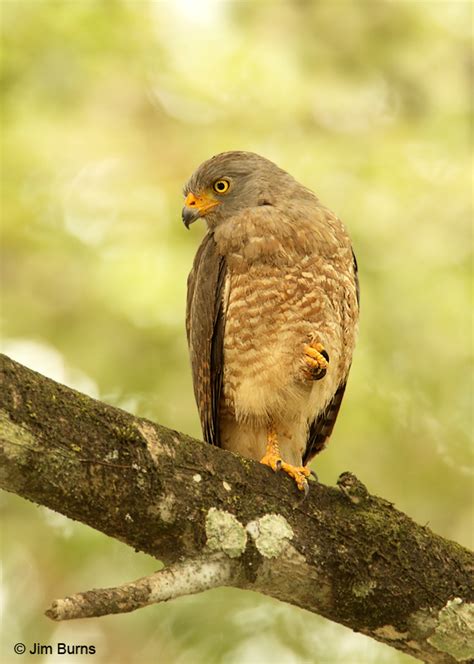 Costa Rica Roadside Hawk