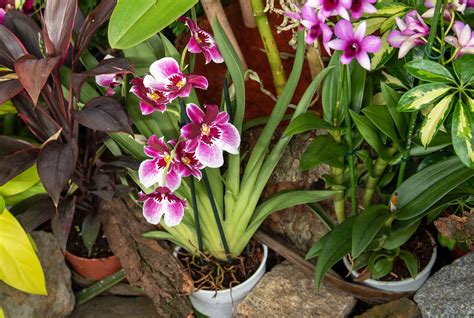 How to Grow and Care for Miltonia Orchids