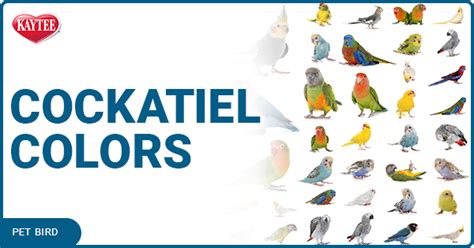 Cockatiel Colors: The Different Colors of Cockatiels