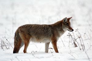 Eastern coyote - Wikipedia