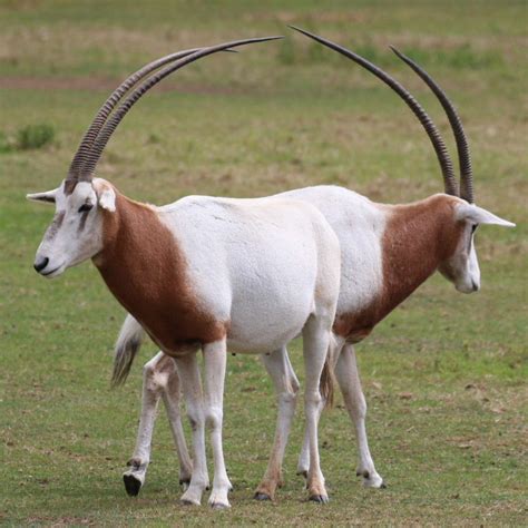 Scimitar-horned Oryx