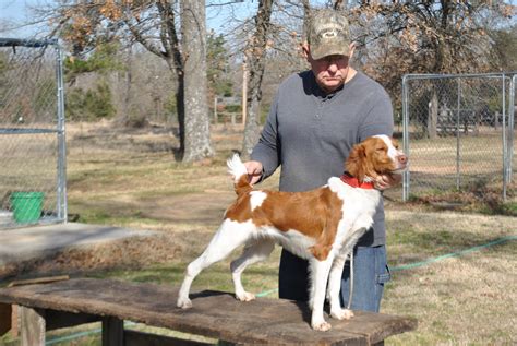 American Brittany Gun Dog Training - Frosty Meadows Kennel