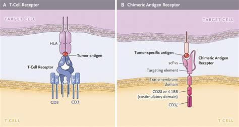 Car Chimeric Antigen Receptor T Cells