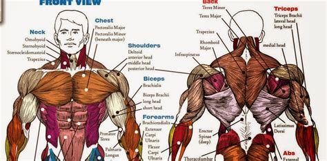 The Fitness era: Upper body muscles anatomy