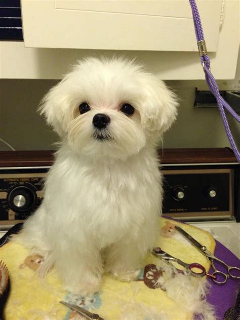 8 best Maltese Haircuts images on Pinterest | Maltese puppies, Dog ...