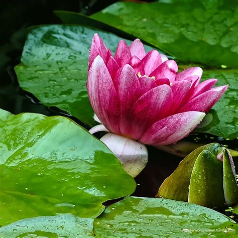 a pink flower sitting on top of water lilies in a pond with green leaves