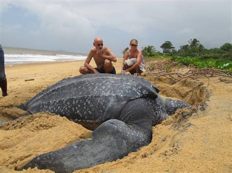 Dr. Gerry Goeden’s Andaman Sea Gazette: World’s Largest Sea Turtle Slips toward Extinction. By ...