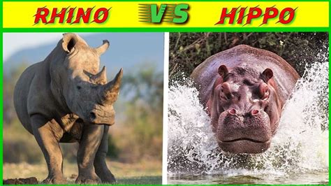 Rhino vs Hippo which is stronger?/rhino vs hippo who will win?/A.K.Knowledge. - YouTube