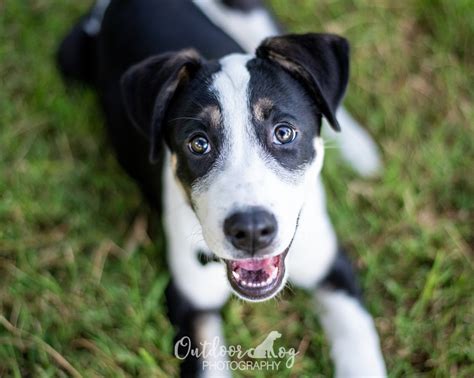 Outdoor Dog Photography | Outdoor Dog