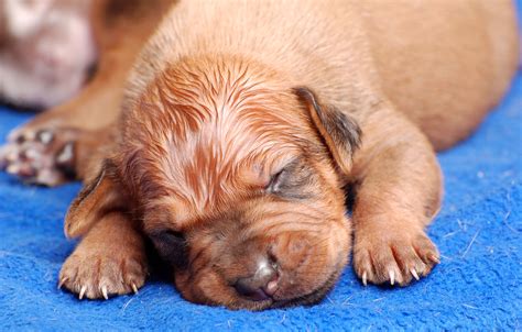 Puppyhood: What to Expect as a Newborn to 2 Weeks | Dog Ownership | Wag!