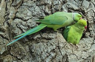 Ring-necked Parakeets (Psittacula krameri) | The ring-necked… | Flickr