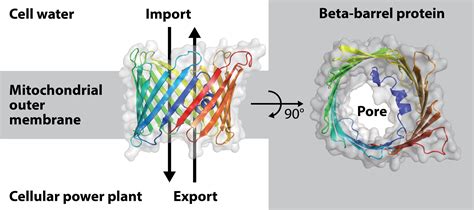 Formation of pores in mitochondrial membrane elucidated