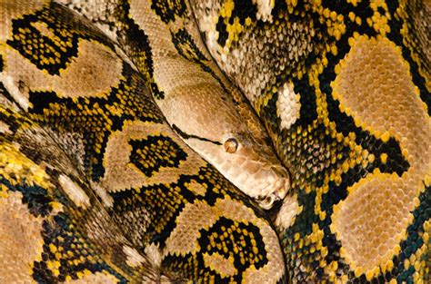 python_ | Tim Simpson | Flickr