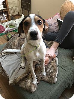 Baltimore, MD - Beagle/Rat Terrier Mix. Meet Violet, a dog for adoption. http://www.adoptapet ...