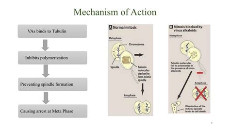 Vinca Alkaloids as Anticancer Agents (Looking back and peering ahead) | PPT