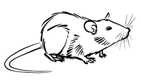 Rat Face Drawing