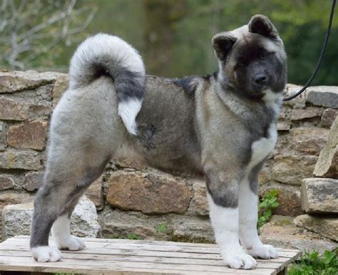 Akita (American) 05 Akita Puppies, Dogs And Puppies, Doggies, Japanese Akita, Japanese Dogs, Dog ...