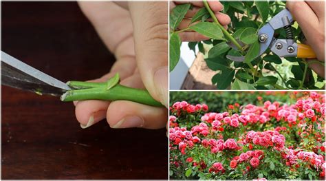 How To Propagate Roses From Cuttings