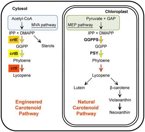 Rewiring carotenoid biosynthesis in plants using a viral vector | Plantae