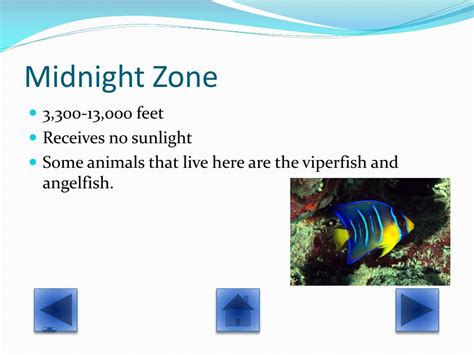 PPT - Zones of the Ocean PowerPoint Presentation, free download - ID:2131212