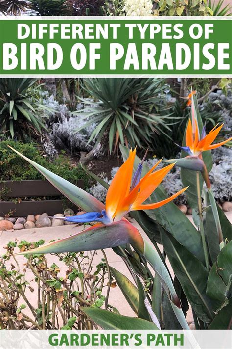 Different Types of Bird of Paradise Plants | Gardener’s Path