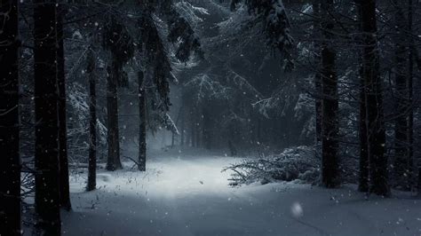 Snow Forest Night Wallpaper