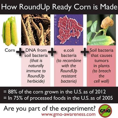 What's in the corn? (With images) | Genetically modified food, Gmo foods, Gmo corn