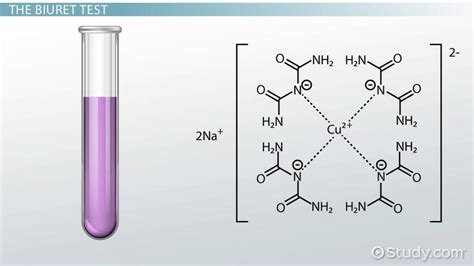 Biuret Test | Overview, Process & Results - Lesson | Study.com