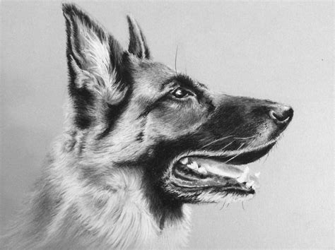 charcoal drawing, german shepherd | Charcoal drawing animals, Animal drawings, Dog drawing